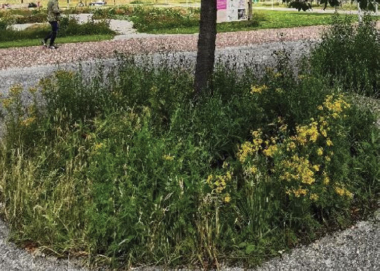 Rain Garden in Utrecht