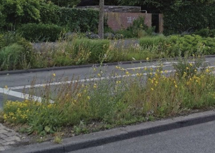 Rain Garden in Utrecht