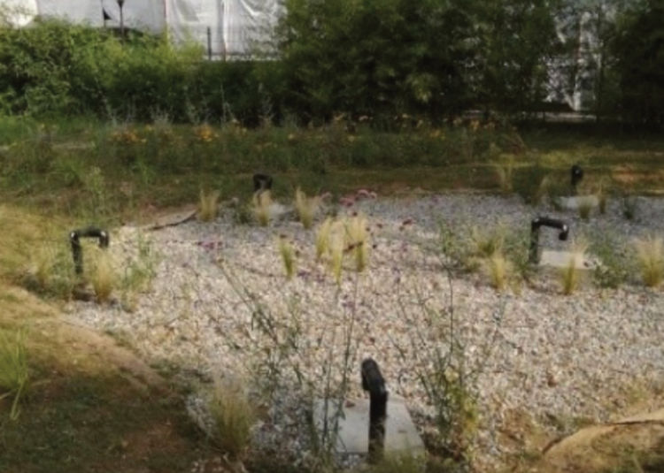 Rain Garden in Utrecht
